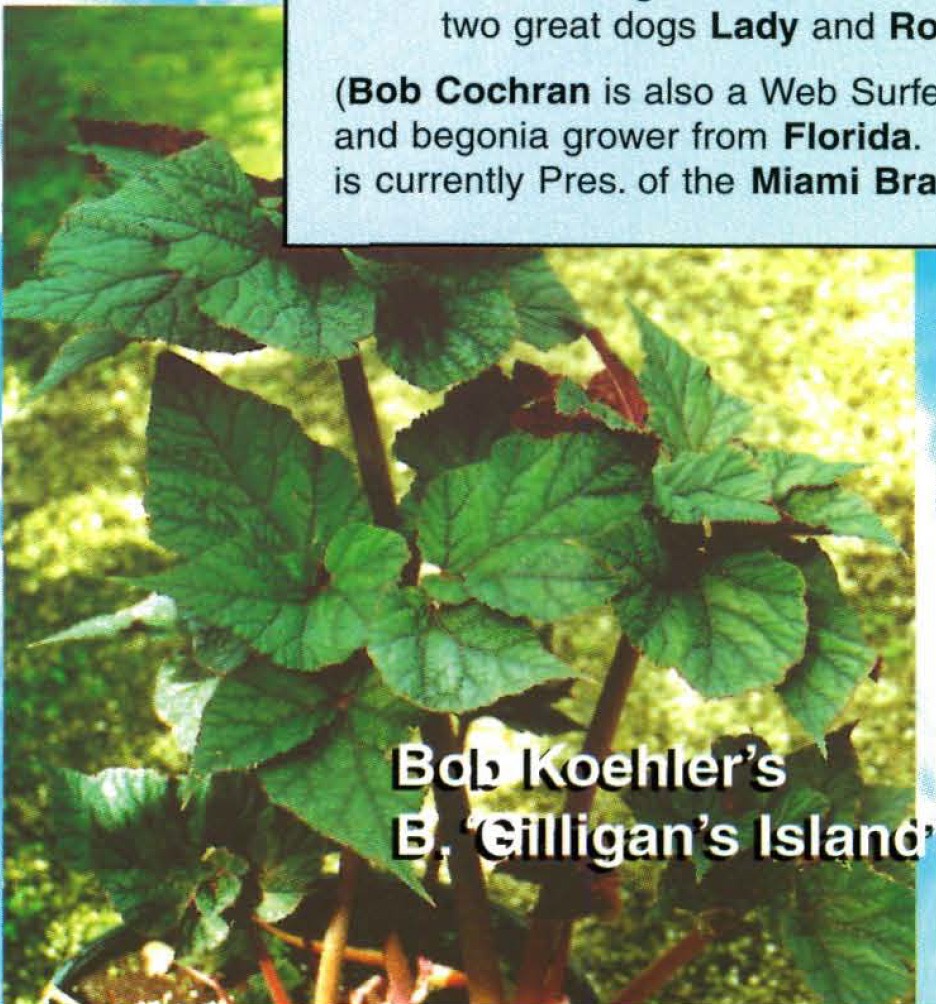 B. ‘Gilligan’s Island’